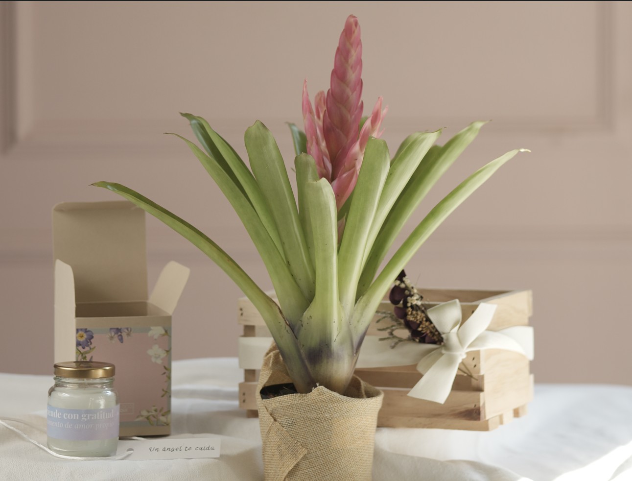 Bromelia2